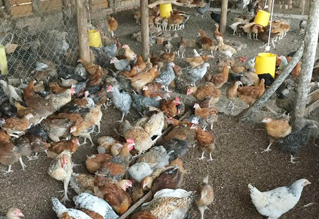 Agriculture